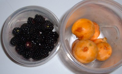 blackberry and loquat foraging