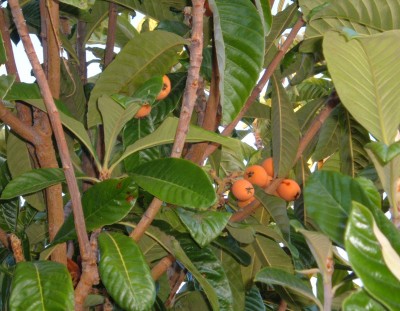 loquats out of reach