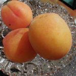 apricots