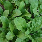 arugula