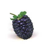 blackberry