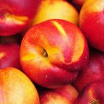 nectarines