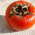 persimmon