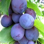 plums