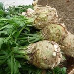 celeriac