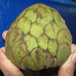 cherimoya