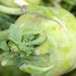 kohlrabi