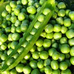 peas