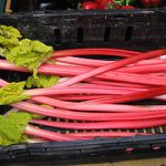 rhubarb