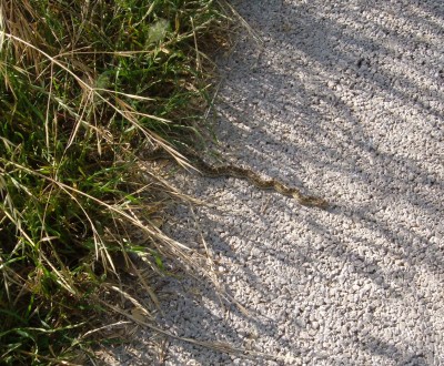 baby snake baby snake
