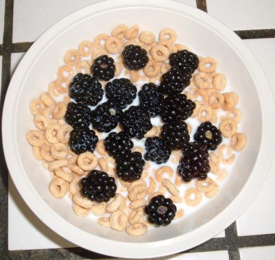 cheerios and blackberries day 38