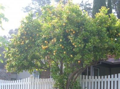 day 36 lemon tree