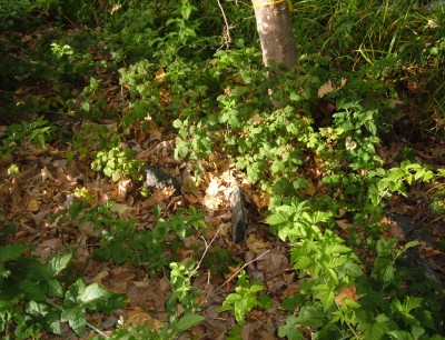 blackberries blackberries
