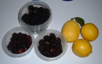 Blackberries day 38