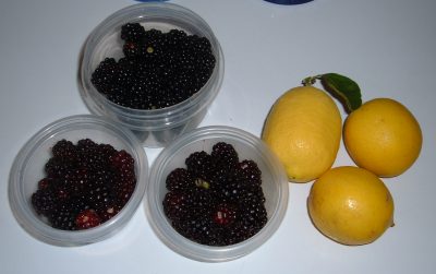 Blackberries day 38 Blackberries day 38