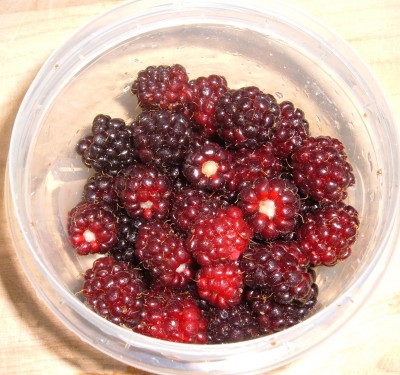 day 43 blackberries