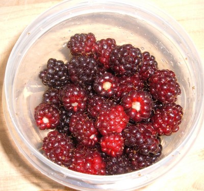day 43 blackberries day 43 blackberries
