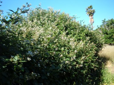 blackberry bush blackberry bush
