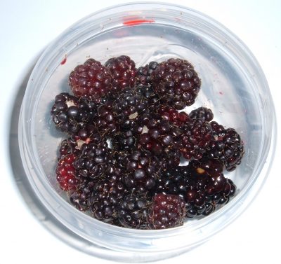 foraged blackberries