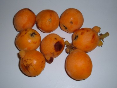 loquat foraging