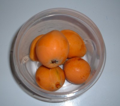 loquat foraging