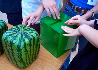 square watermelon box