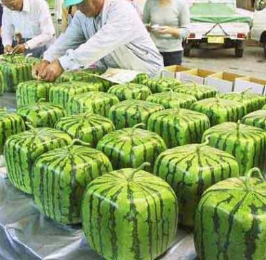 square watermelons square watermelons