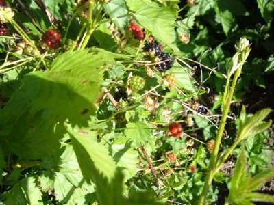 wild blackberries