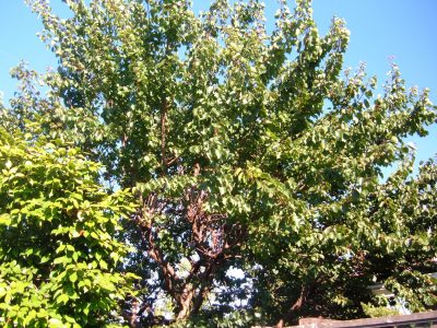 apricot tree but no apricots apricot tree but no apricots