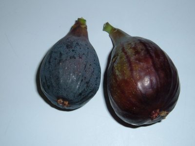 black figs black figs