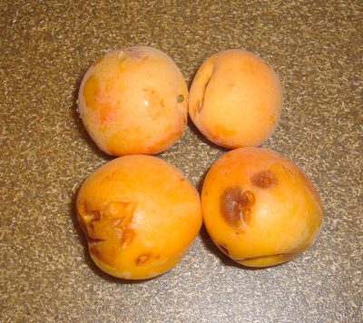 apricots