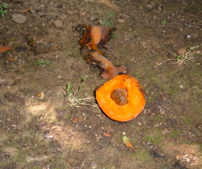 half eaten apricot