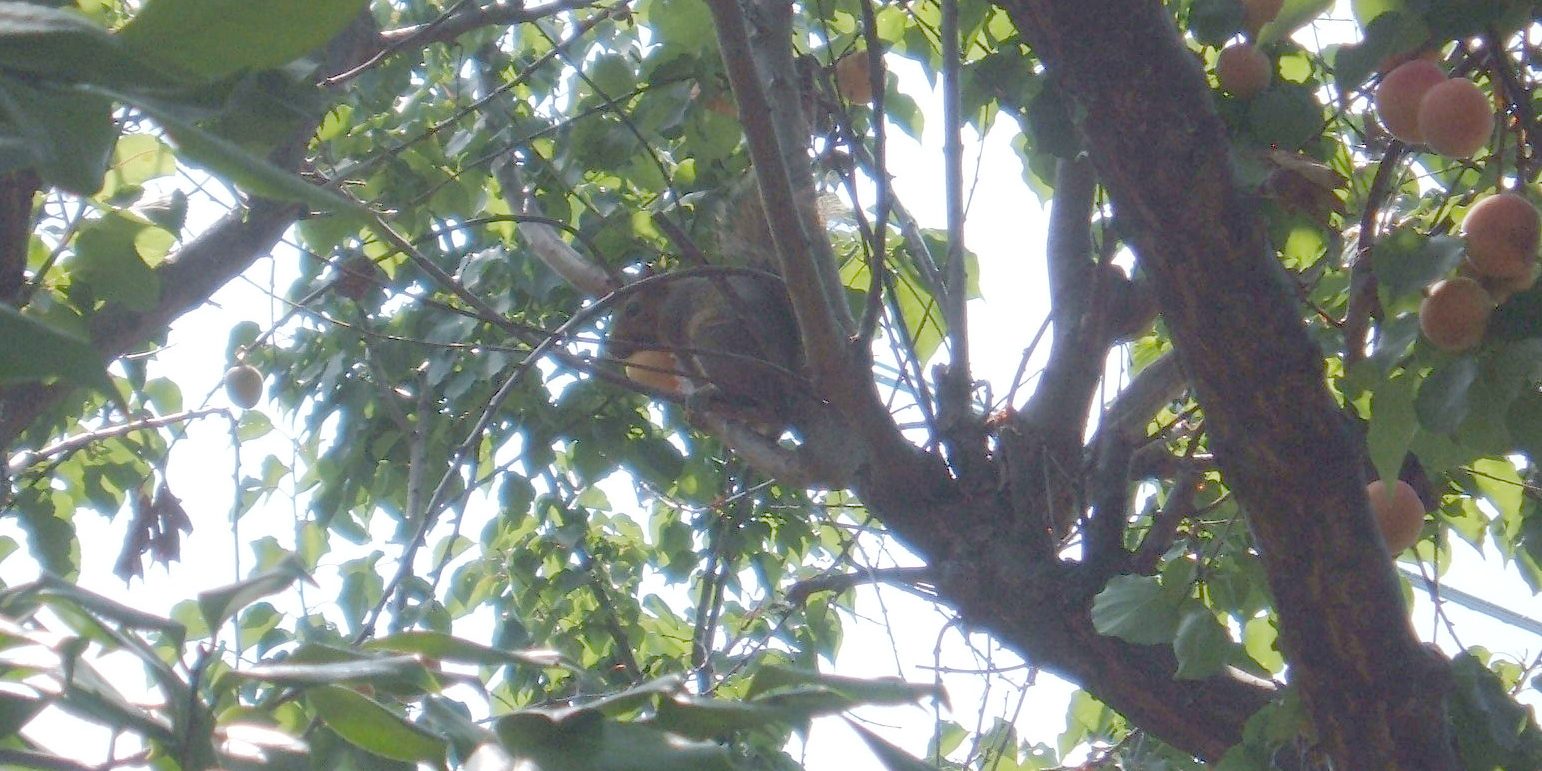 Squirrel coupons