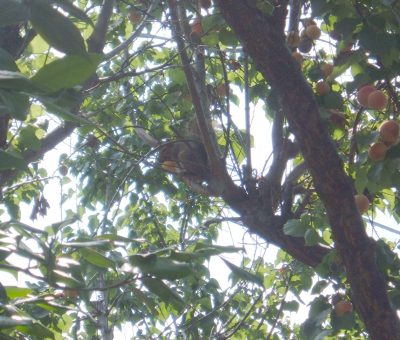 squirrel in tree