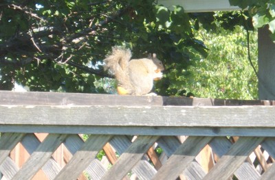 apricot eating squirrel