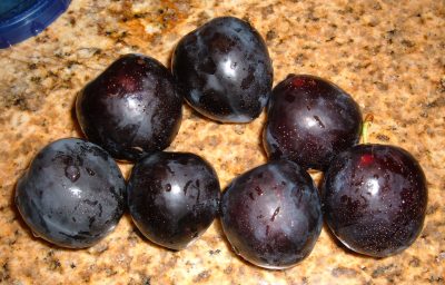 plum foraging