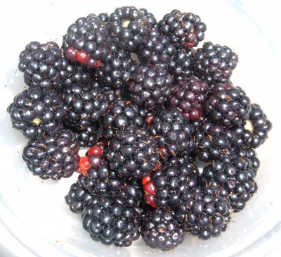 wild blackberries