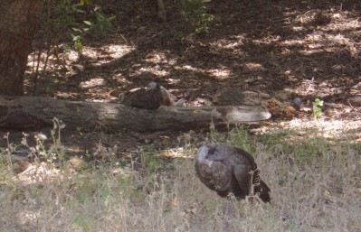 wild turkey