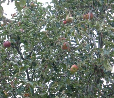 apple tree apple tree