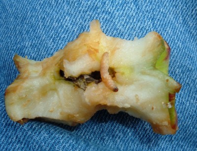 apple worm apple worm