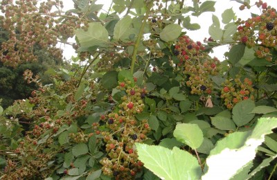 blackberry bush