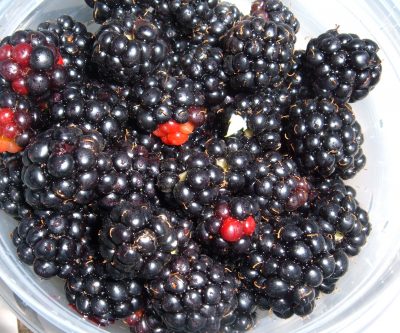 freshly picked blackberries