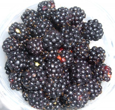 blackberries blackberries