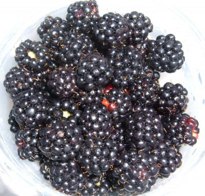 blackberries