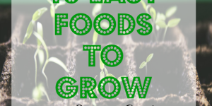food to grow, summer garden, veggies to grow in a garden