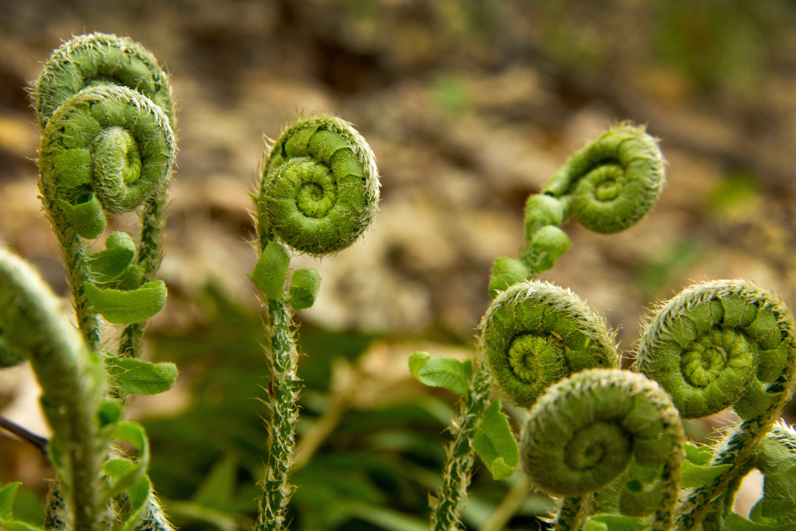 Fiddlehead Ferns