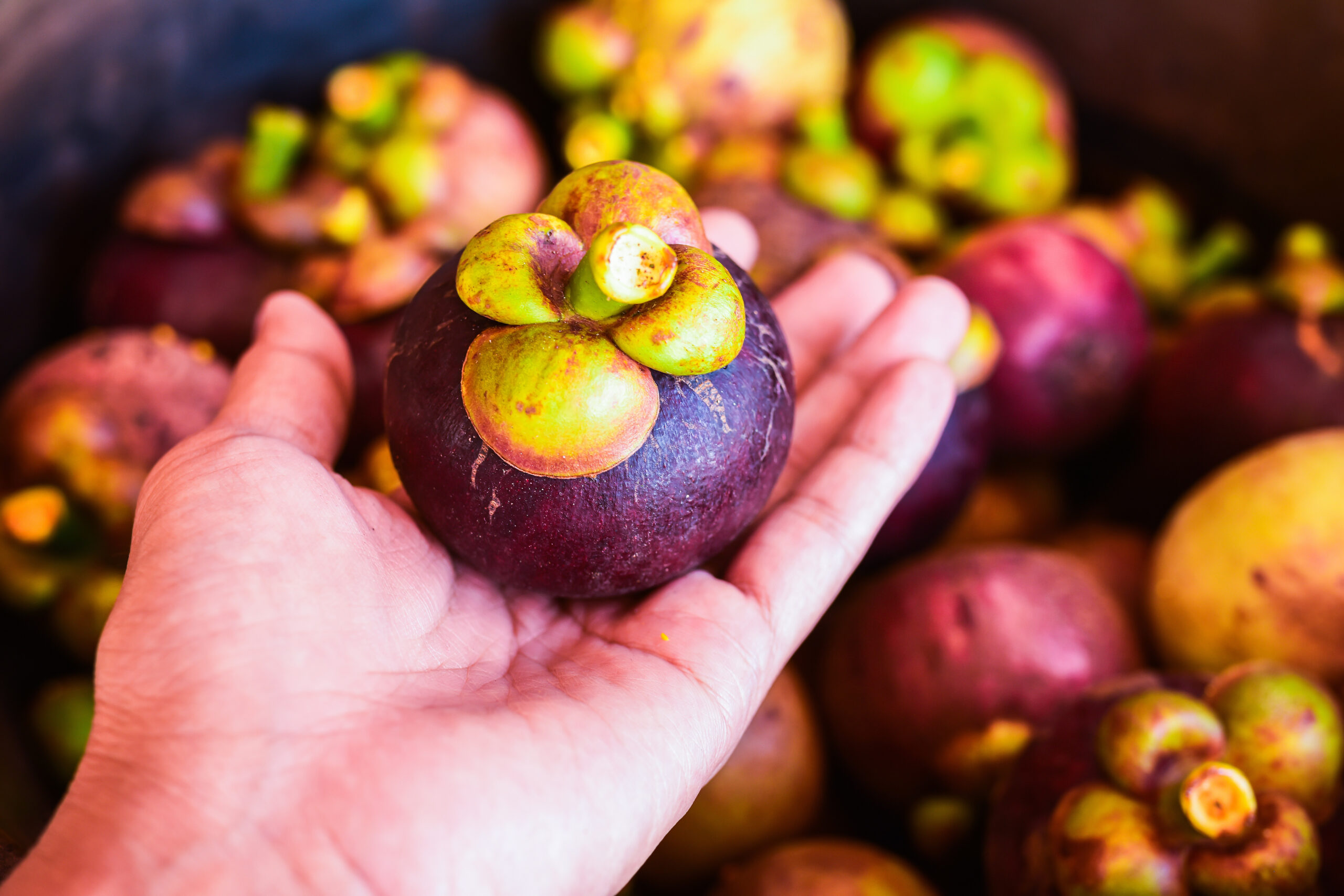 Mangosteen