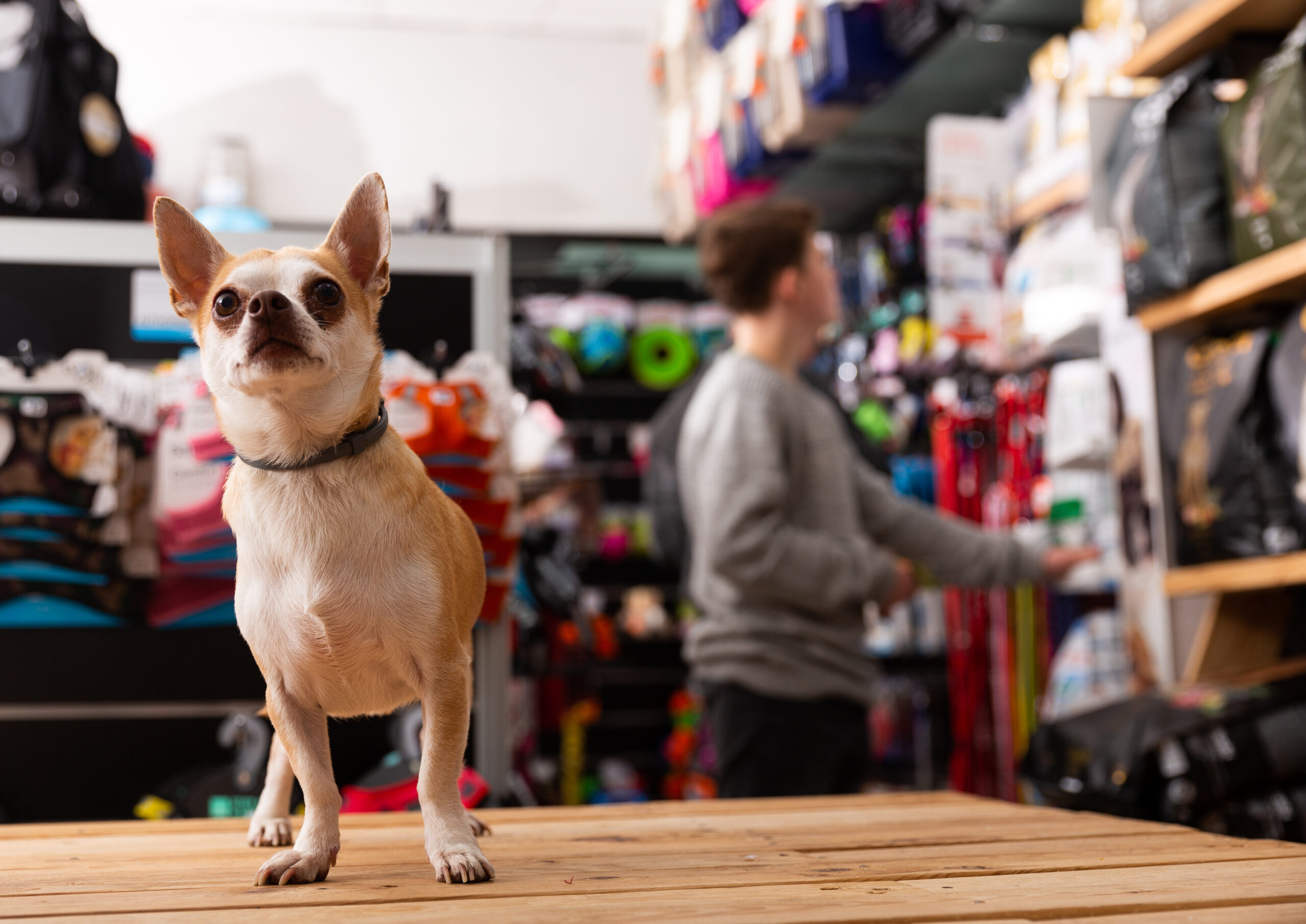 Portrait of Chihuahua dog in a pet store. High quality photo