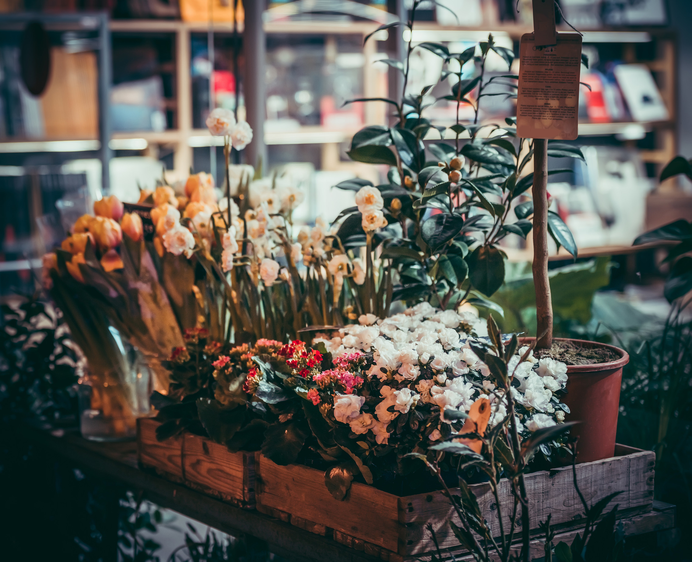 flowers and plants