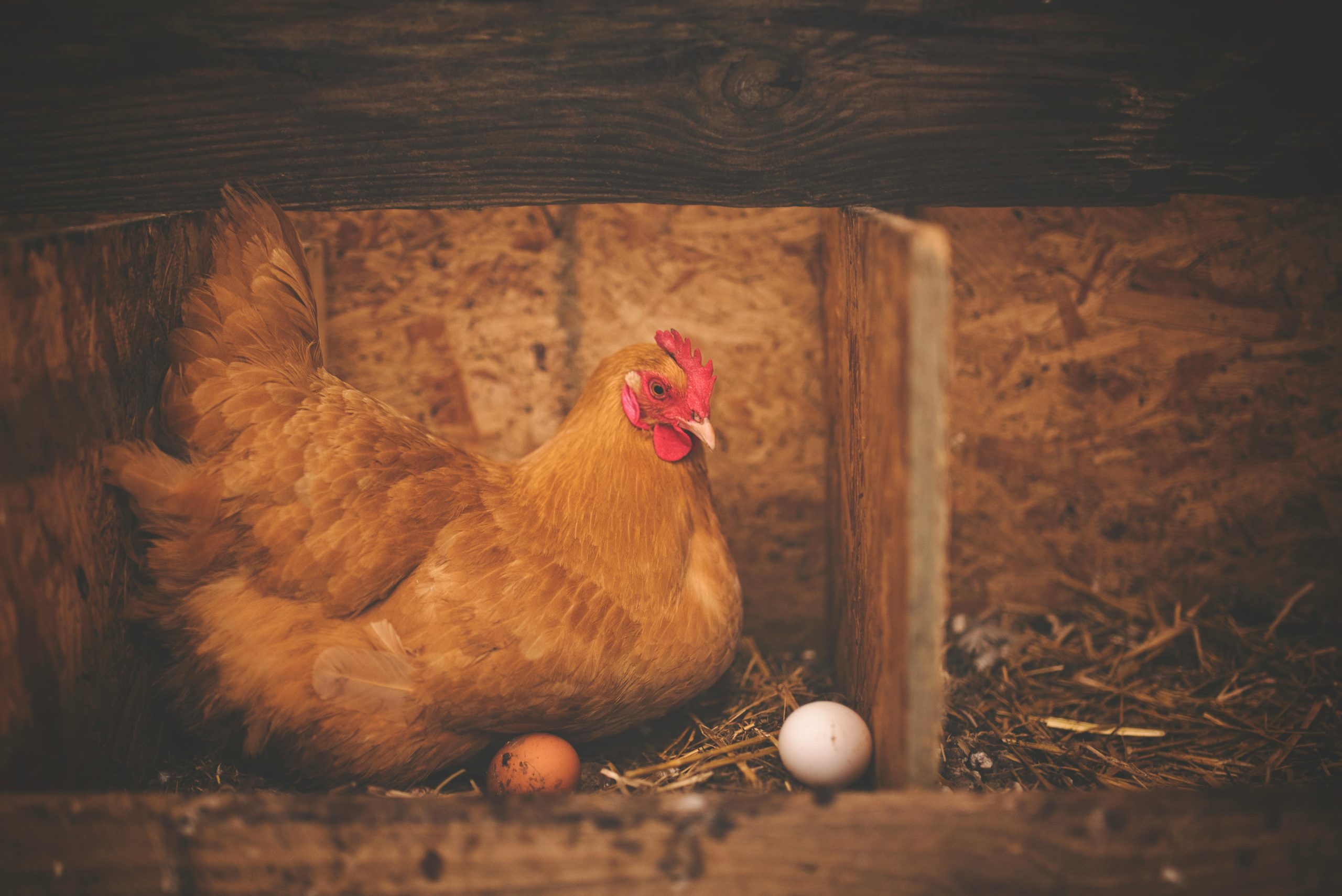 8. Raise Your Own Chickens